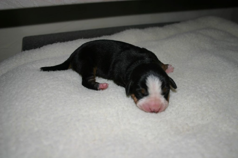 Des Loulous Du Rotbaechel - Bouvier de l'Entlebuch - Portée née le 18/01/2017