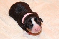 Praline