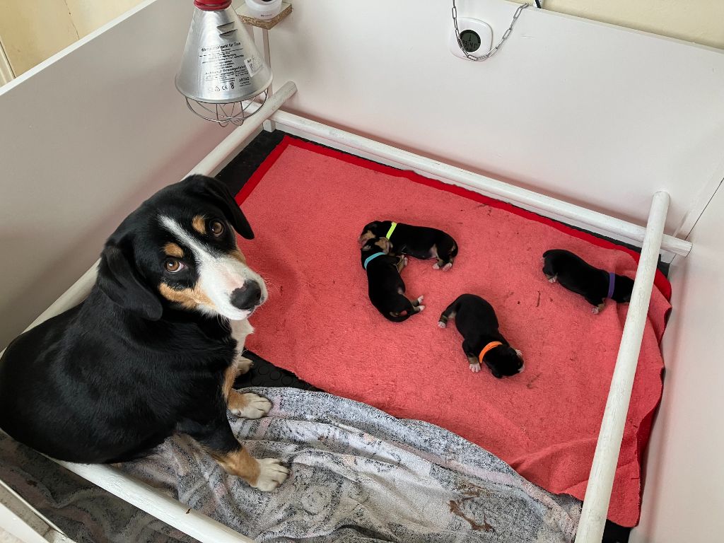 Des Loulous Du Rotbaechel - Bouvier de l'Entlebuch - Portée née le 30/09/2025